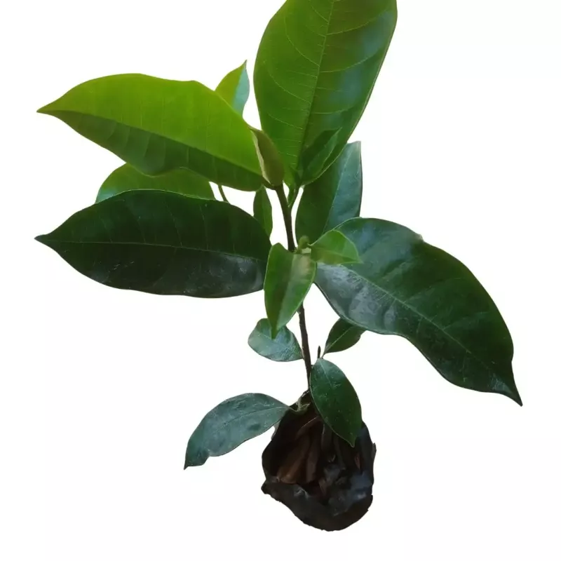 Cempedak, Champedak or Champada Bud Plants