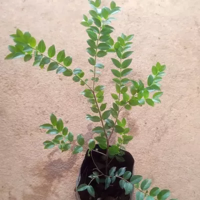 Sabara Jaboticaba Layer Plant