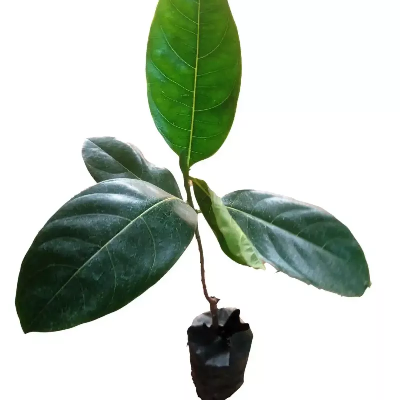 ietnam Jack, Super Early, Jackfruit Bud Plants