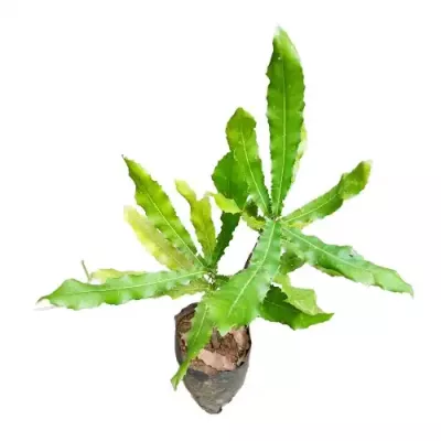 Macadamia integrifolia Plant