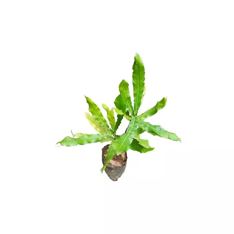 Macadamia integrifolia Plant