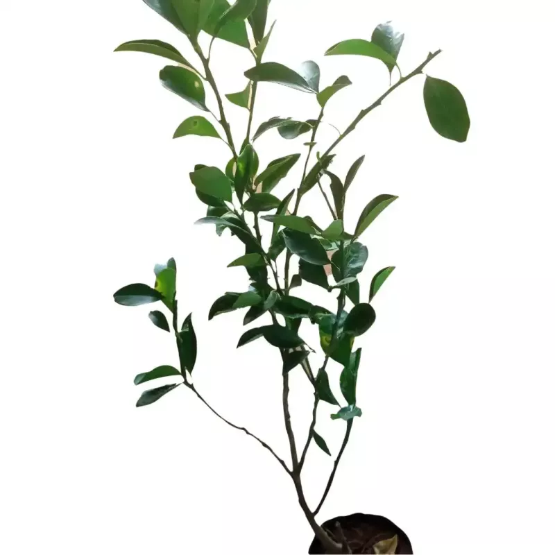 Mousmi, Musambi Bud Plant
