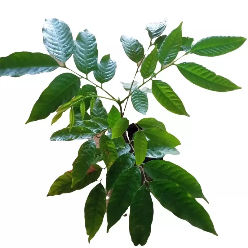 Pulasan, Filosan Bud Plants