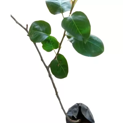 Sabarjil, Quince Bud Plants