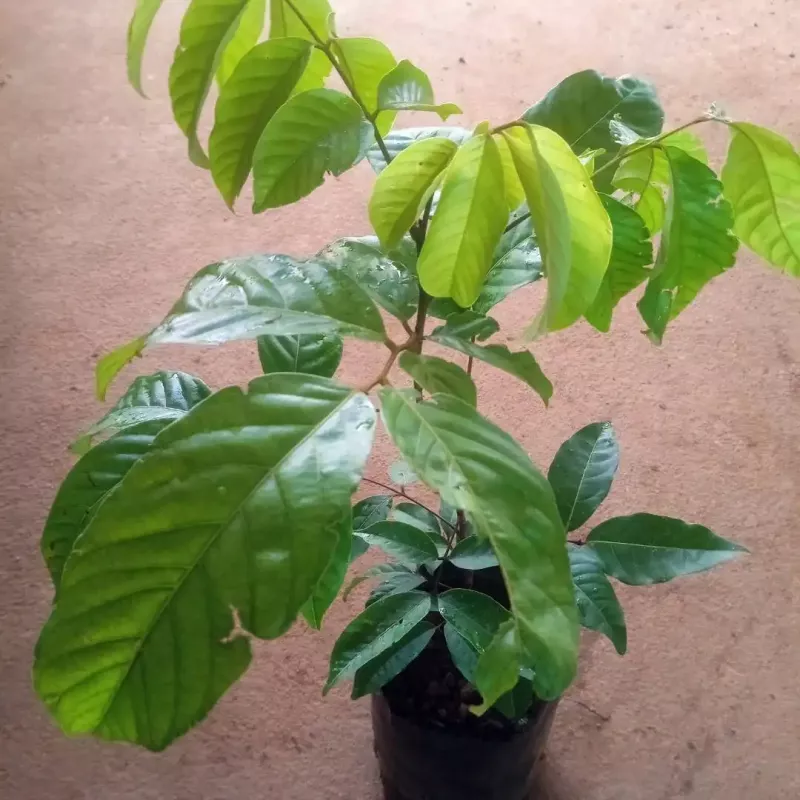 Rambutan N18 Bud Plants
