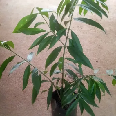 Saphal Mahkota Dewa Plant