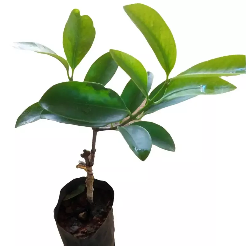 Malabar Tamarind, Brindleberry, Kudampuli Plants