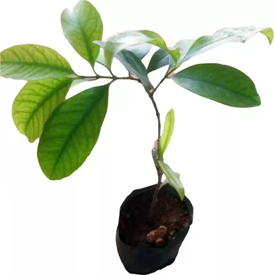 Sweet Kokum, Rajapuli Grafted Plant