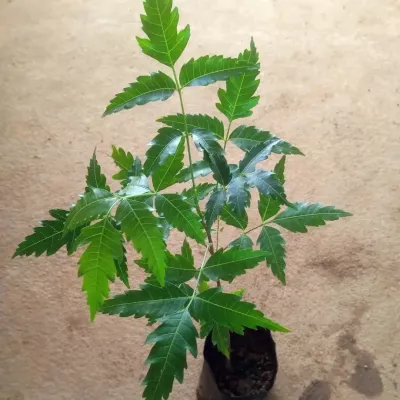 Neem, Azadirachta indica, Aryaveppu Plant