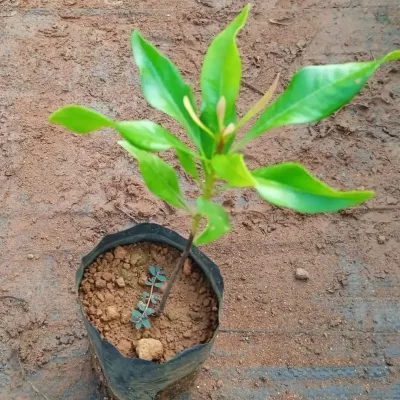 Clove, Lavang, Grampoo, Karayambu Plants
