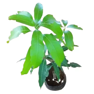 Nam Doc Mai Bud Mango Graft Plants