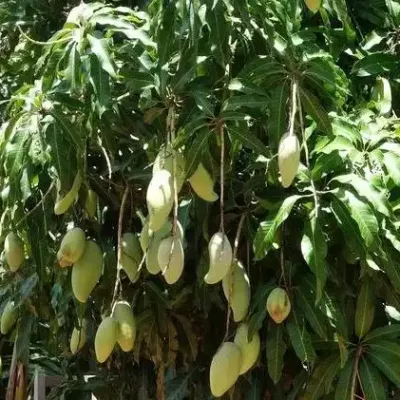 Nam Doc Mai Mango on Tree
