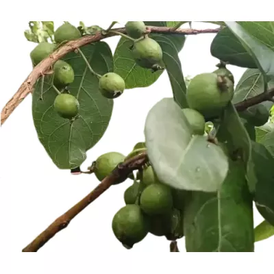 Grape Guava, Munthiri Pera