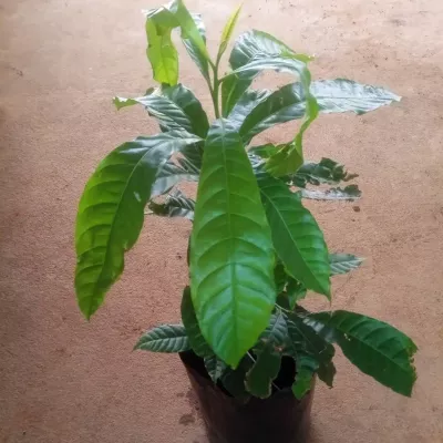 Abiu plant