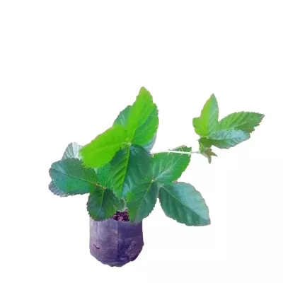 Blackberry, Bramble (Rubus fruticosus) Plant