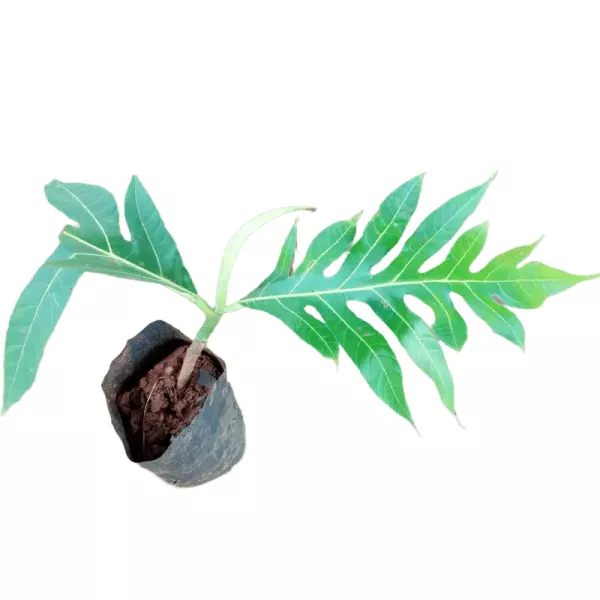 Saphal Breadfruit Layer Plants