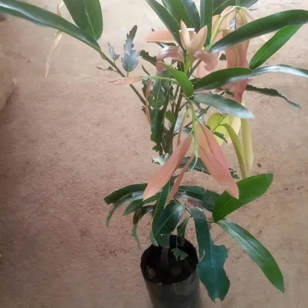 Saphal Gaab, Indian Persimmon, Malabar Ebony Layer Plants