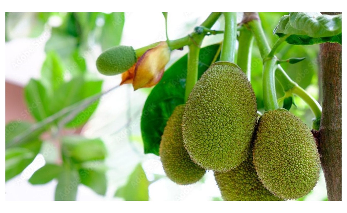 Jackfruit Complete Guide, Jack Varieties & Health Benefits